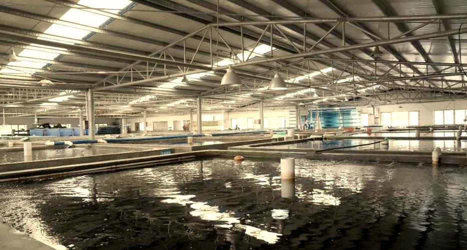 港北區推廣工廠化循環水養魚模式,助力村民增收